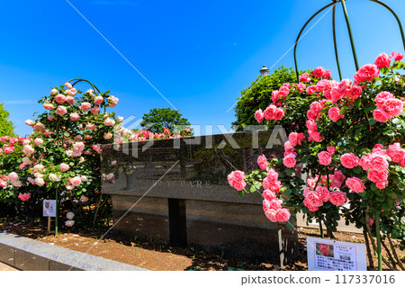 Verny Park in Yokosuka, Kanagawa Prefecture, where roses are in full bloom 117337016