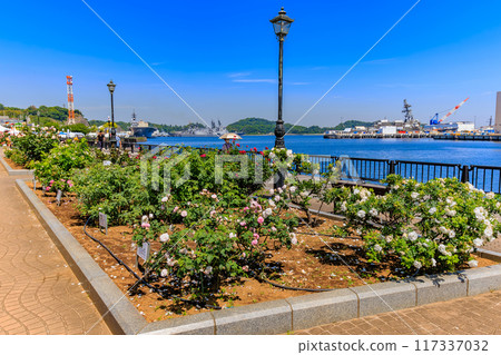 Verny Park in Yokosuka, Kanagawa Prefecture, where roses are in full bloom 117337032