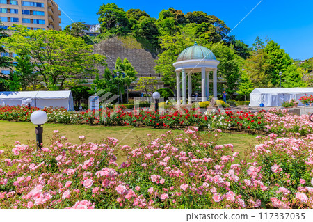 神奈川縣橫須賀市，玫瑰盛開的韋爾尼公園 117337035