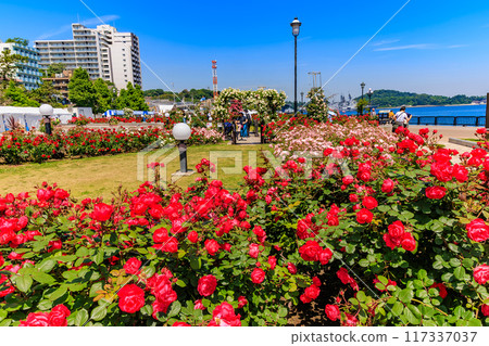 Verny Park in Yokosuka, Kanagawa Prefecture, where roses are in full bloom 117337037