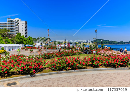 Verny Park in Yokosuka, Kanagawa Prefecture, where roses are in full bloom Verny Park in Yokosuka, Kanagawa Prefecture, where roses are in full bloom 117337039