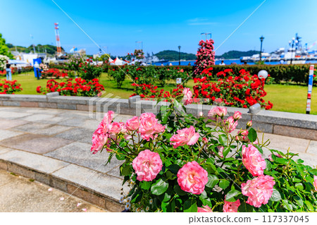 Verny Park in Yokosuka, Kanagawa Prefecture, where roses are in full bloom Verny Park in Yokosuka, Kanagawa Prefecture, where roses are in full bloom 117337045