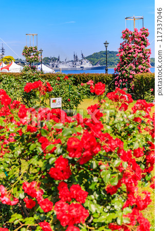 Verny Park in Yokosuka, Kanagawa Prefecture, where roses are in full bloom 117337046