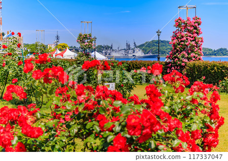 神奈川縣橫須賀市，玫瑰盛開的韋爾尼公園 117337047