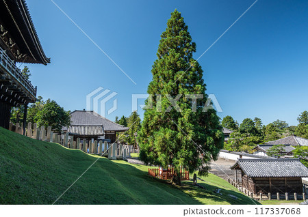 東大寺二月堂的良便杉 東大寺二月堂的良便杉 117337068