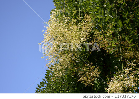 Fern flower 117337170