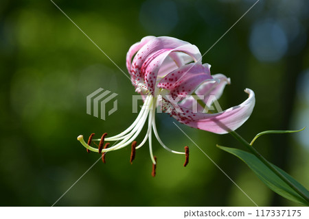 Ladybug Ladybug 117337175