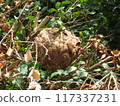 I was slacking off on my garden maintenance and a hornet's nest appeared. 117337231
