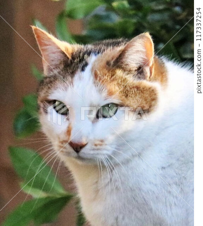 Stray cat Mike-chan, a calico cat 117337254