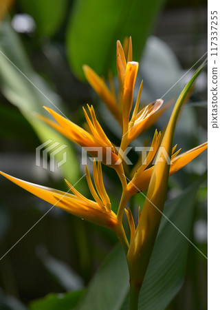 Heliconia Heliconia 117337255