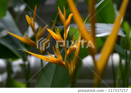 Heliconia Heliconia 117337257