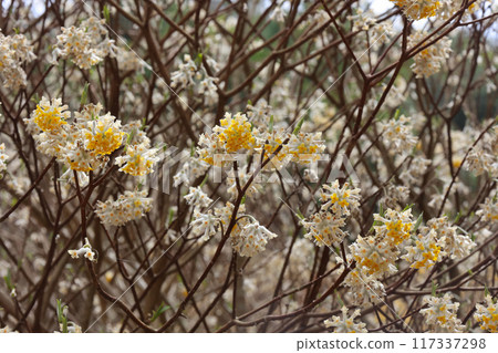 Mitsumata growing in clusters on Mount Aogai Mitsumata growing in clusters on Mount Aogai 117337298