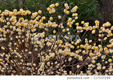 Mitsumata growing in clusters on Mount Aogai Mitsumata growing in clusters on Mount Aogai 117337299
