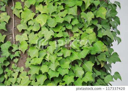 Ivy-covered tree trunk 117337420