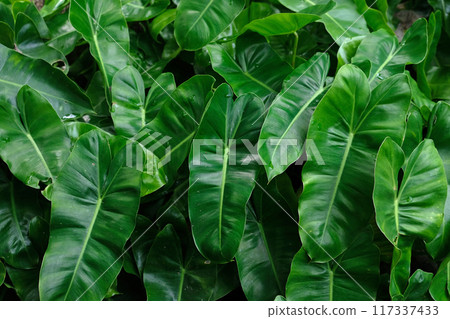 Philodendron Burle Marx  (Philodendron imbe) the tropical foliage plant on dark background 117337433