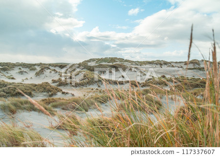 Terschelling island in the Wadden Sea - Holland or the Netherlands 117337607