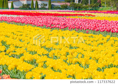 Kamiyuunetsu Tulip Park 117337622