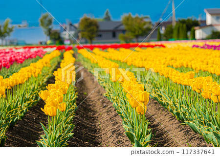 Kamiyuunetsu Tulip Park 117337641