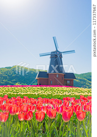 Kamiyuunetsu Tulip Park 117337667