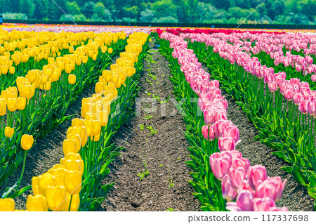 Kamiyuunetsu Tulip Park 117337698