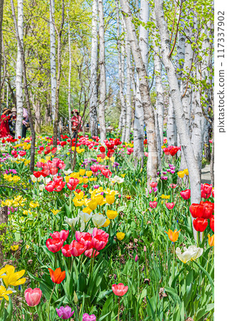 Spring scenery at Ueno Farm 117337902