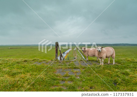 Sheep at Terschelling island in the Wadden Sea - Holland or the Netherlands 117337931