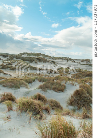 Terschelling island in the Wadden Sea - Holland or the Netherlands 117337973