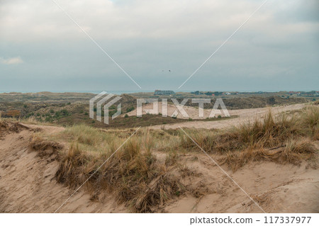 Terschelling island in the Wadden Sea - Holland or the Netherlands 117337977