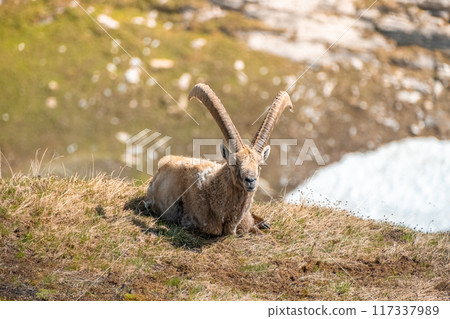 Ibex adult in the French alps, the national park of the Vanoise 117337989