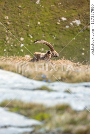 Ibex adult in the French alps, the national park of the Vanoise Ibex adult in the French alps, the national park of the Vanoise 117337990
