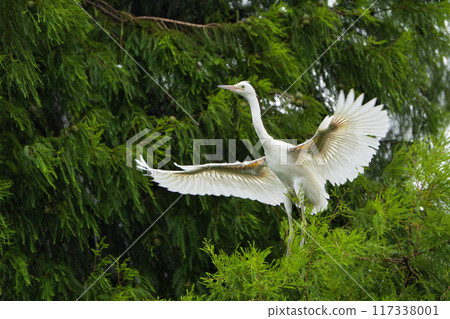 野生鳥類攝影都城市神柱公園 117338001
