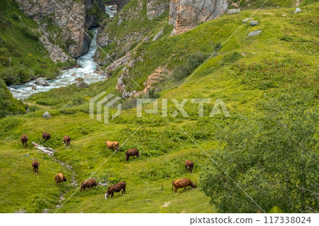 Cows grazing in the French alps, the national park of the Vanoise 117338024