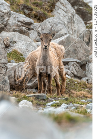 Ibex young grazing in the French alps, the national park of the Vanoise Ibex young grazing in the French alps, the national park of the Vanoise 117338029