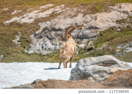 Ibex adult in the French alps, the national park of the Vanoise 117338040