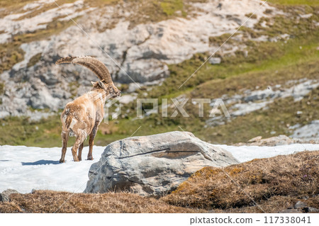 Ibex adult in the French alps, the national park of the Vanoise 117338041