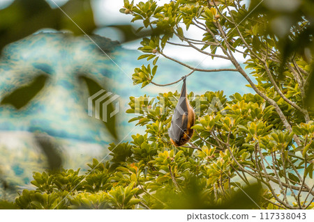 Sleeping fruit bat in the Ebony Forest Reserve of Mauritius Sleeping fruit bat in the Ebony Forest Reserve of Mauritius 117338043