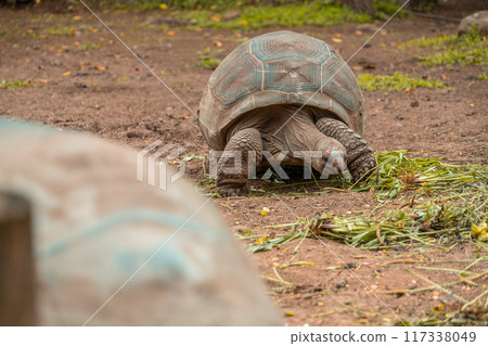 Giant tortoise in the Seven Colored Earth park of Mauritius 117338049