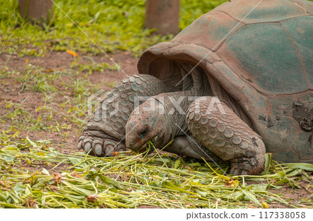 Giant tortoise in the Seven Colored Earth park of Mauritius Giant tortoise in the Seven Colored Earth park of Mauritius 117338058