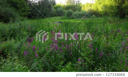 Top view of green vegetation in the swamp. 4k 117338068