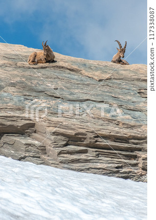 Ibex young grazing in the French alps, the national park of the Vanoise 117338087