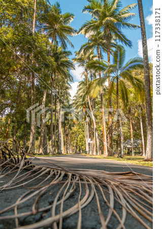 Pamplemousse botanical gardens in Mauritius 117338171