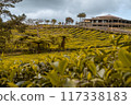 Tea plantation of Bois Cherie on Mauritius island 117338183