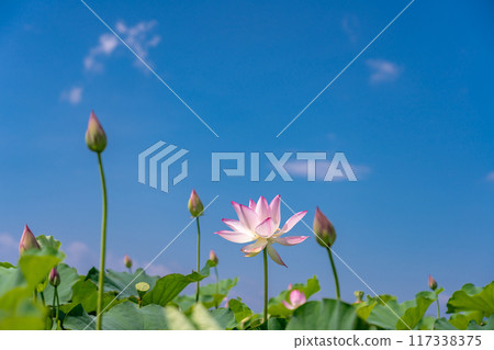 Lotus flowers blooming at the Fujiwara Palace ruins in midsummer in Kashihara City, Nara Prefecture Lotus flowers blooming at the Fujiwara Palace ruins in midsummer in Kashihara City, Nara Prefecture 117338375