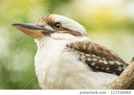 Laughing Kookaburra Laughing Kookaburra 117338468