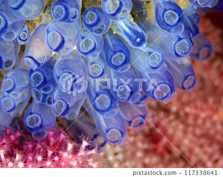 美麗的藍色噴射 117338641