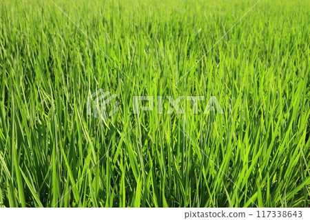 Rice before eclipses 117338643