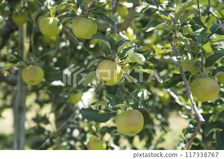Pre-harvest apples 117338767