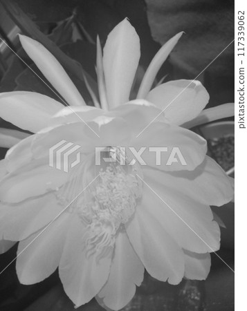 Monochrome photo of night-blooming cereus flower close-up from above Monochrome photo of night-blooming cereus flower close-up from above 117339062