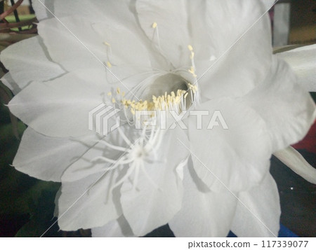 Moonbeauty花特寫照片正面 Moonbeauty花特寫照片正面 117339077