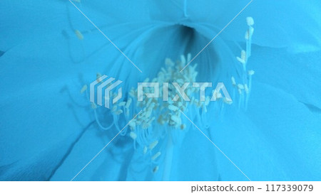Night beauty flower close-up petals front Night beauty flower close-up petals front 117339079